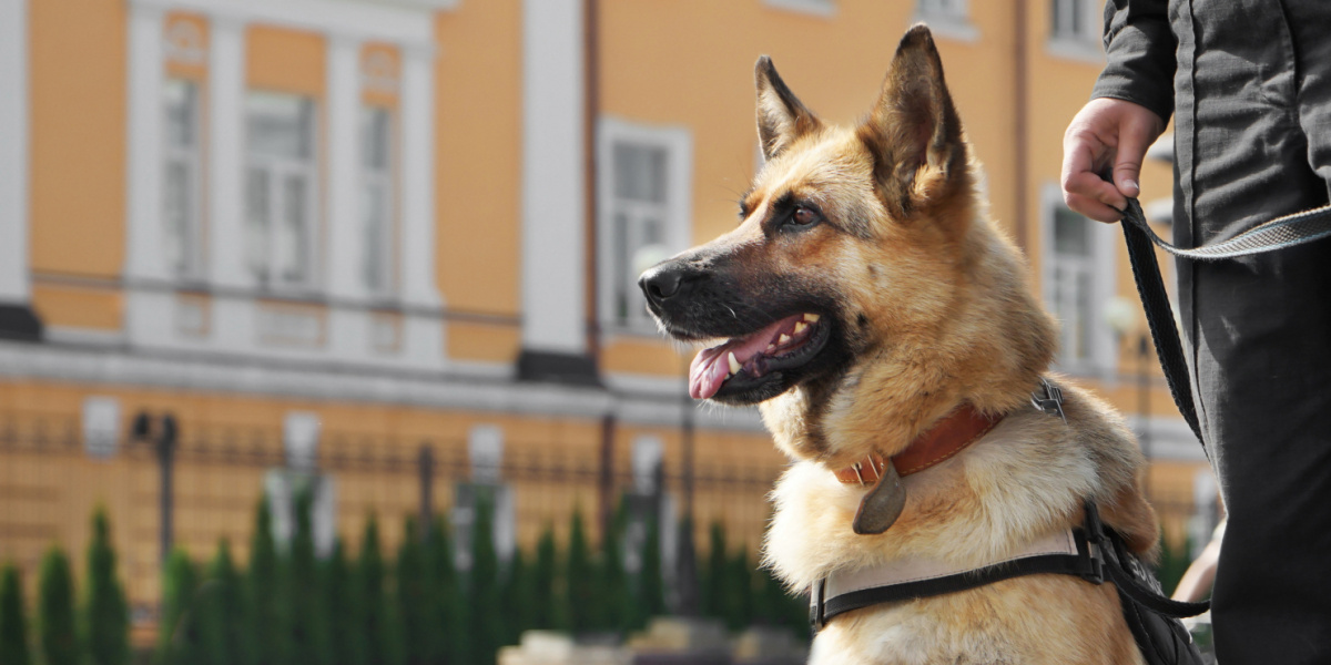 Hondenbewaking van Dogs on Duty